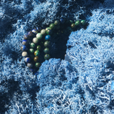 Bendravimo ir Išminties apyrankių rinkinys